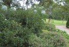 Runnymede VICresidential-landscaping-35.jpg; ?>